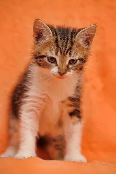 橘黄色的背景上的斑纹猫 — 图库照片