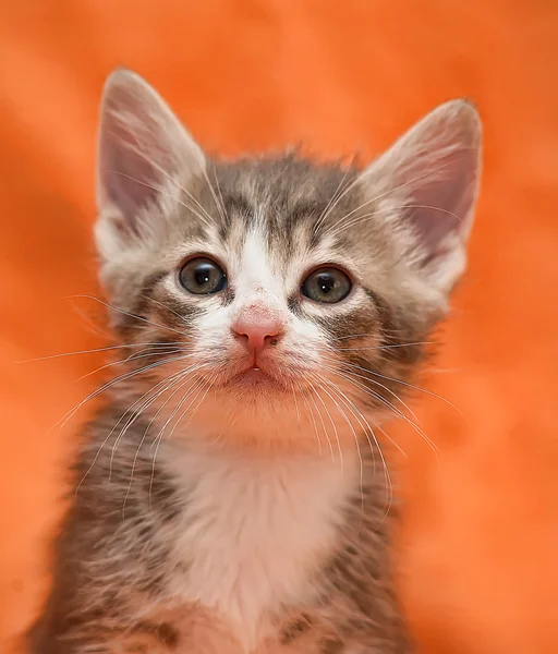 Tabby kitten op oranje achtergrond — Stockfoto