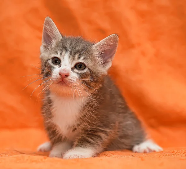 Tabby kitten op oranje achtergrond — Stockfoto