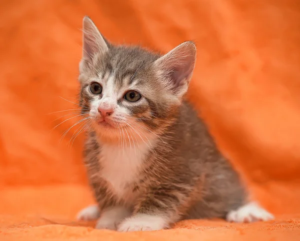 Tabby Kitten auf orangefarbenem Hintergrund — Stockfoto
