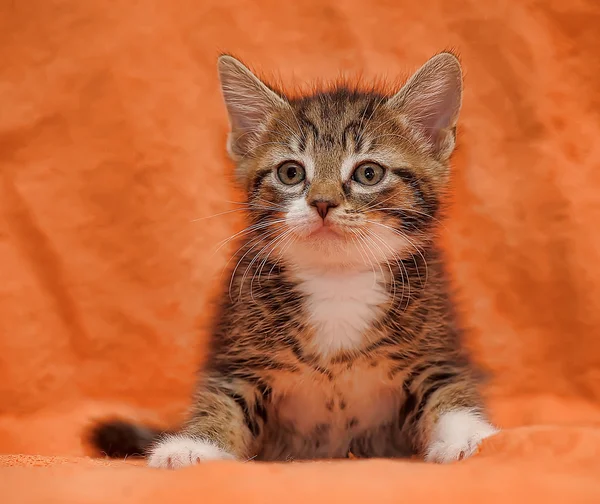 Tabby Kitten auf orangefarbenem Hintergrund — Stockfoto