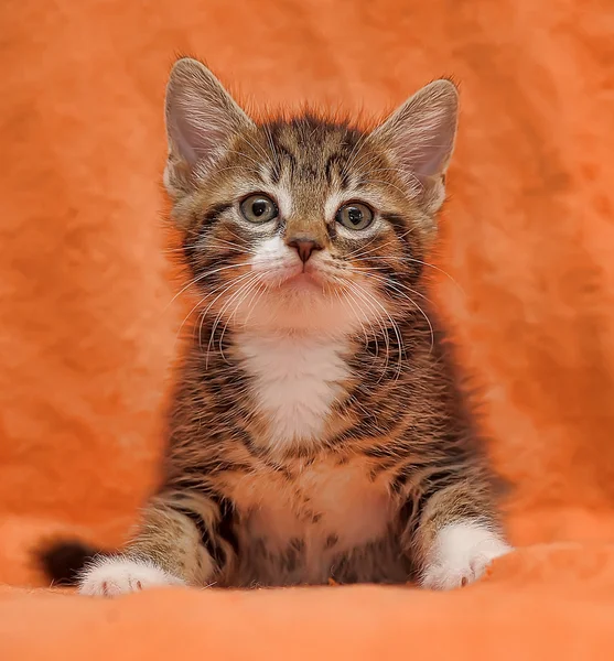 Tabby gatinho no fundo laranja — Fotografia de Stock