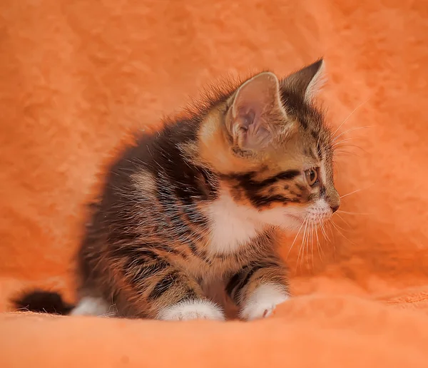 Tabby kitten op oranje achtergrond — Stockfoto