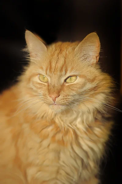 Hermoso gato en un negro fondo — Foto de Stock