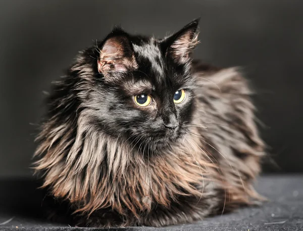 Beautiful long-haired black cat on a black background — Stock Photo, Image