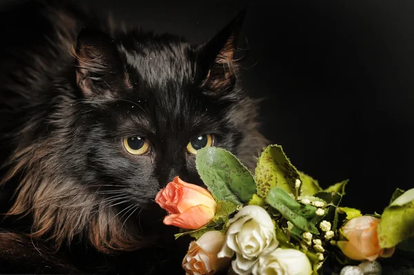 Schöne langhaarige schwarze Katze auf schwarzem Hintergrund — Stockfoto