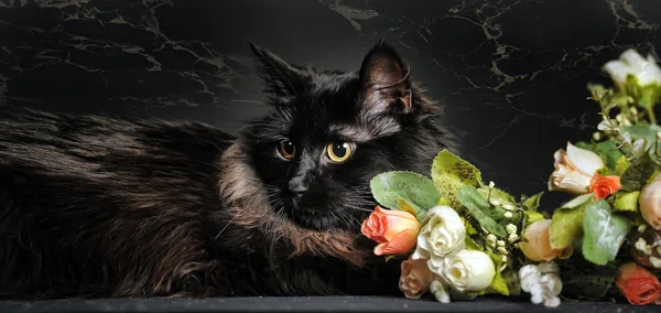 Hermosa de pelo largo gato negro sobre un fondo negro — Foto de Stock