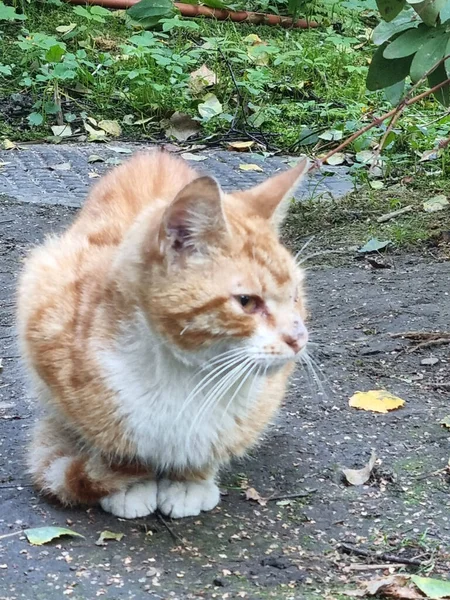 Hemlösa Sjuka Röda Med Vit Katt Gatan — Stockfoto