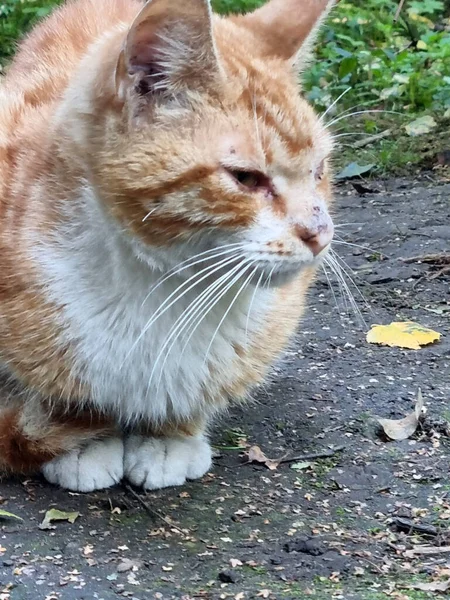 Homeless Sick Red White Cat Street — Stock Photo, Image