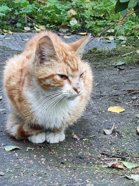 Obdachlose Krank Rot Mit Weißer Katze Auf Der Straße — Stockfoto