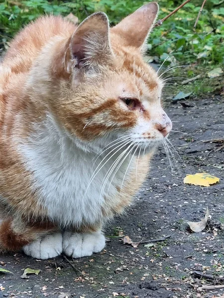 Hemlösa Sjuka Röda Med Vit Katt Gatan — Stockfoto