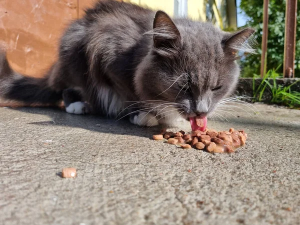 Sem Teto Cinza Branco Gato Comer Fora — Fotografia de Stock