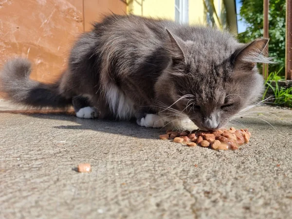 ホームレスの灰色と白い猫が外で食べる — ストック写真