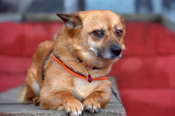 Červenovlasý Voříšek Malý Pes Leží Portrétu — Stock fotografie