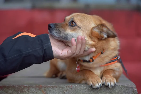 Roodharige Bastaard Kleine Hond Ligt Portret — Stockfoto