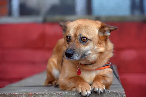 Roodharige Bastaard Kleine Hond Ligt Portret — Stockfoto