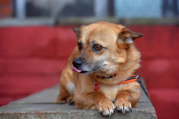 Rojo Pelo Mestizo Pequeño Perro Encuentra Retrato —  Fotos de Stock