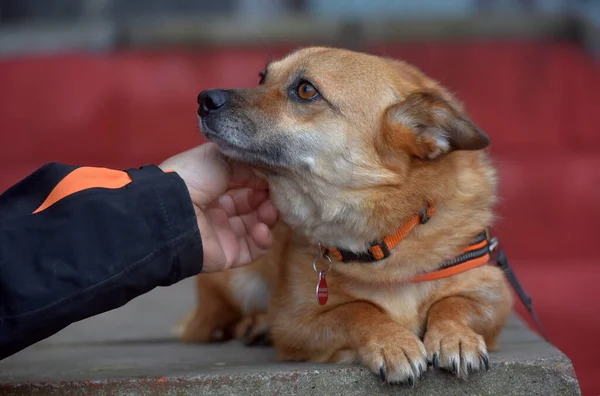 Kızıl Saçlı Melez Küçük Köpek Portrede Yatıyor — Stok fotoğraf