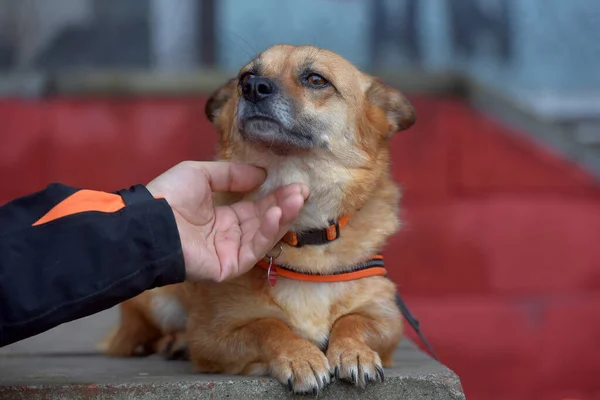 Kızıl Saçlı Melez Küçük Köpek Portrede Yatıyor — Stok fotoğraf