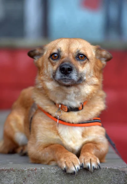 Kızıl Saçlı Melez Küçük Köpek Portrede Yatıyor — Stok fotoğraf