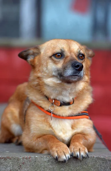 Red Haired Mongrel Small Dog Lies Portrait — Stock Photo, Image