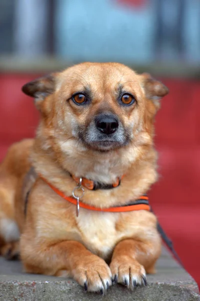 Κοκκινομάλλα Μπάσταρδα Μικρό Σκυλί Βρίσκεται Πορτρέτο — Φωτογραφία Αρχείου
