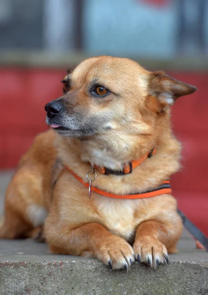 Roodharige Bastaard Kleine Hond Ligt Portret — Stockfoto