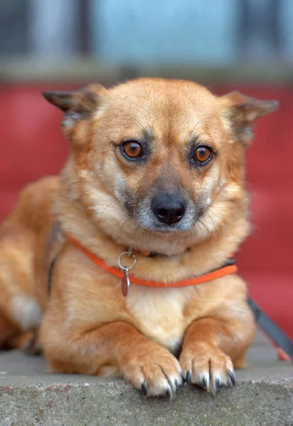 Kızıl Saçlı Melez Küçük Köpek Portrede Yatıyor — Stok fotoğraf