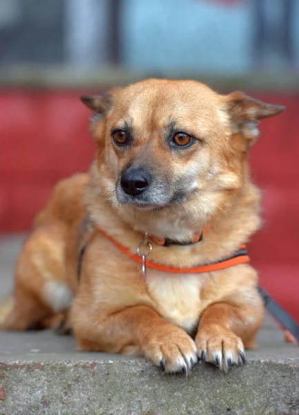 Roux Bâtard Petit Chien Mensonges Portrait — Photo