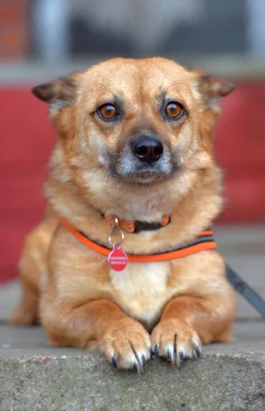 赤い髪のモングレル小さな犬は肖像画です — ストック写真