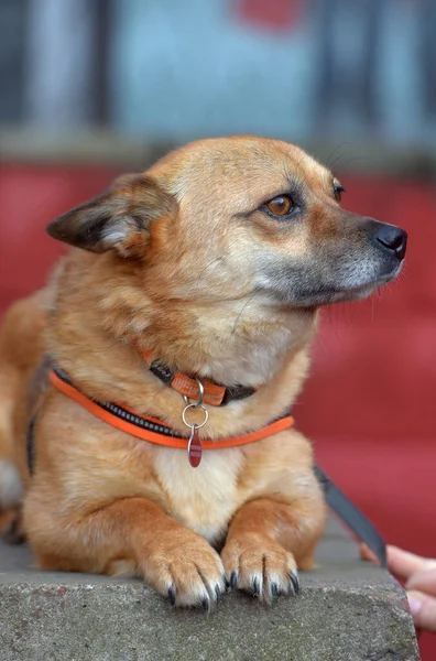 Červenovlasý Voříšek Malý Pes Leží Portrétu — Stock fotografie