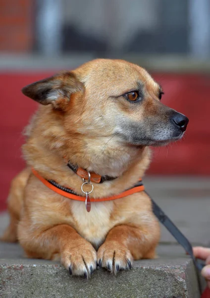 Rojo Pelo Mestizo Pequeño Perro Encuentra Retrato — Foto de Stock