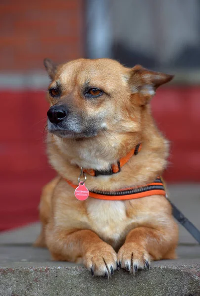 Rödhårig Blandras Liten Hund Ligger Porträtt — Stockfoto