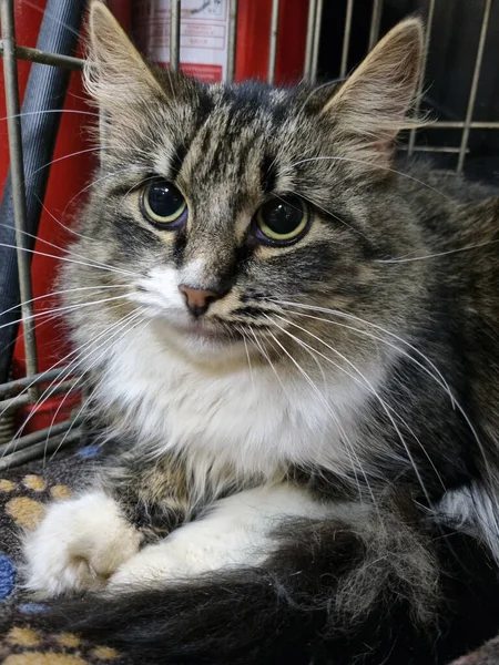 Chat Pelucheux Effrayé Dans Une Cage Dans Refuge Pour Animaux — Photo