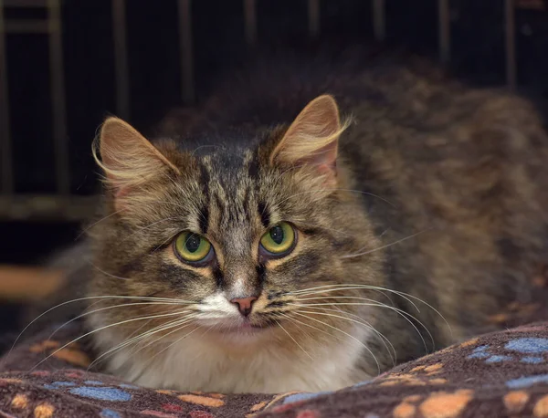 scared fluffy cat in a cage at an animal shelter