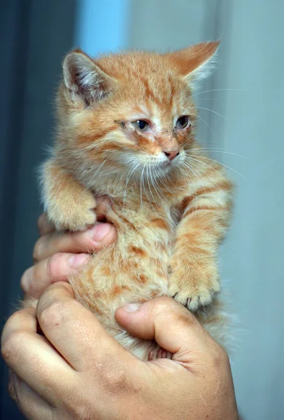 Small Ginger Kitten Sore Eyes His Hands — Stock Photo, Image