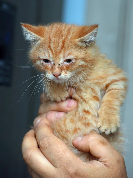 Small Ginger Kitten Sore Eyes His Hands — Stock Photo, Image