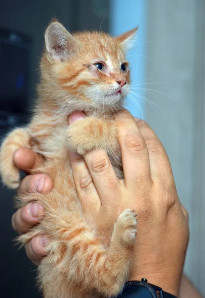 Pequeno Gatinho Gengibre Com Olhos Doloridos Suas Mãos — Fotografia de Stock