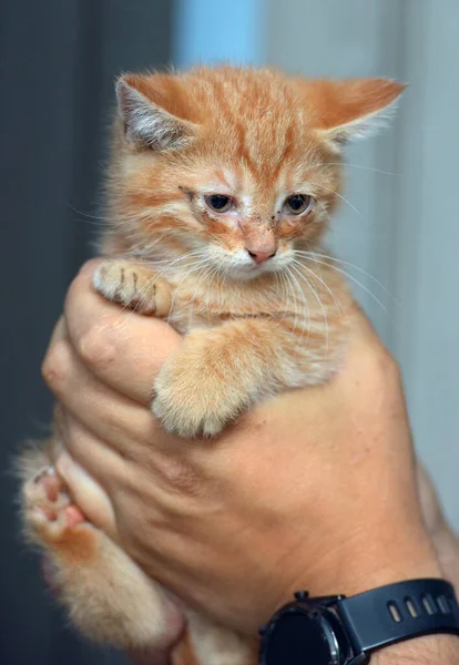 目が痛い小さな生姜子猫を手に — ストック写真