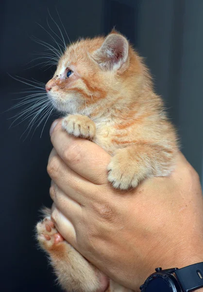 Pequeño Jengibre Gatito Con Dolor Ojos Sus Manos —  Fotos de Stock