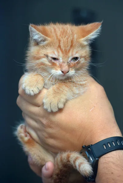 Petit Chaton Roux Avec Des Yeux Endoloris Dans Ses Mains — Photo