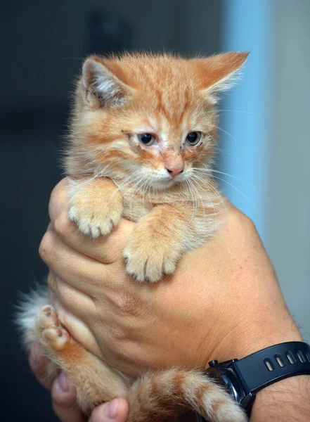 Small Ginger Kitten Sore Eyes His Hands — Stock Photo, Image