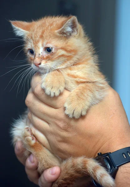 Kleines Ingwerkätzchen Mit Schmerzenden Augen Seinen Händen — Stockfoto