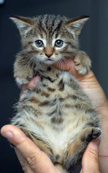 Bang Klein Tabby Kitten Handen Close — Stockfoto