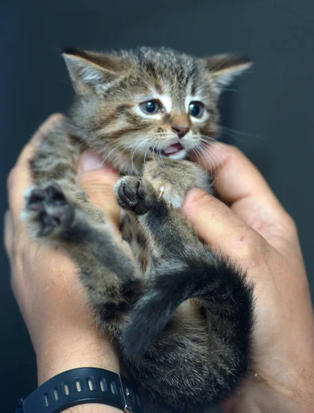 Verängstigtes Kleines Gestromtes Kätzchen Den Händen Aus Nächster Nähe — Stockfoto