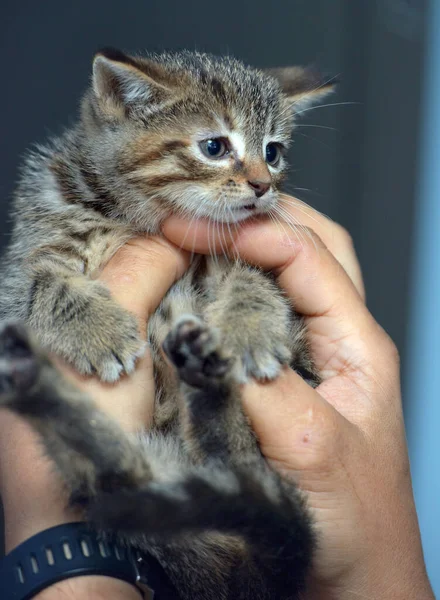 Korkmuş Küçük Tekir Kedi Ellerde Yaklaş — Stok fotoğraf