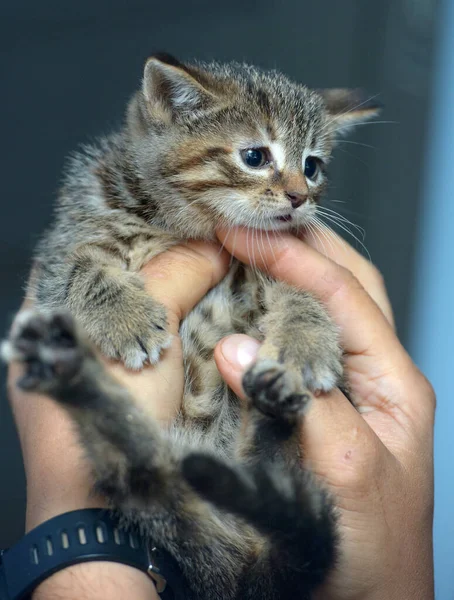 怖がった小さなタビー子猫が手を閉じて — ストック写真