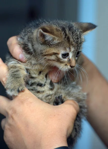 Bang Klein Tabby Kitten Handen Close — Stockfoto