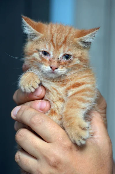 Pequeno Gatinho Gengibre Com Olhos Doloridos Suas Mãos — Fotografia de Stock