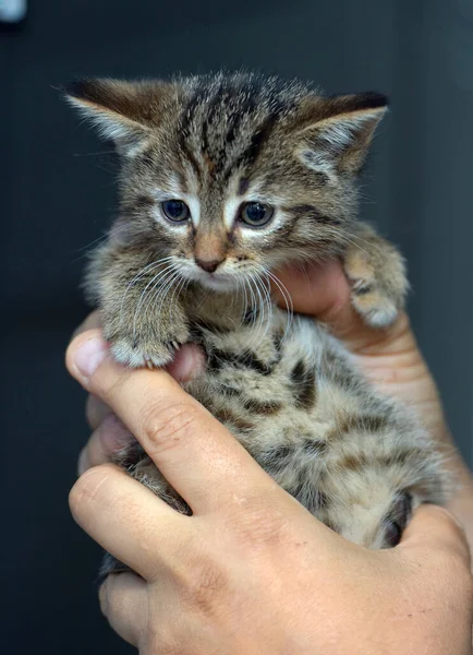 Korkmuş Küçük Tekir Kedi Ellerde Yaklaş — Stok fotoğraf
